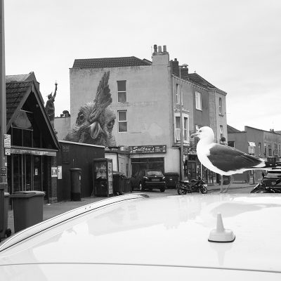 A74 - The chicken and the gull - WSM Aug 2024-Website